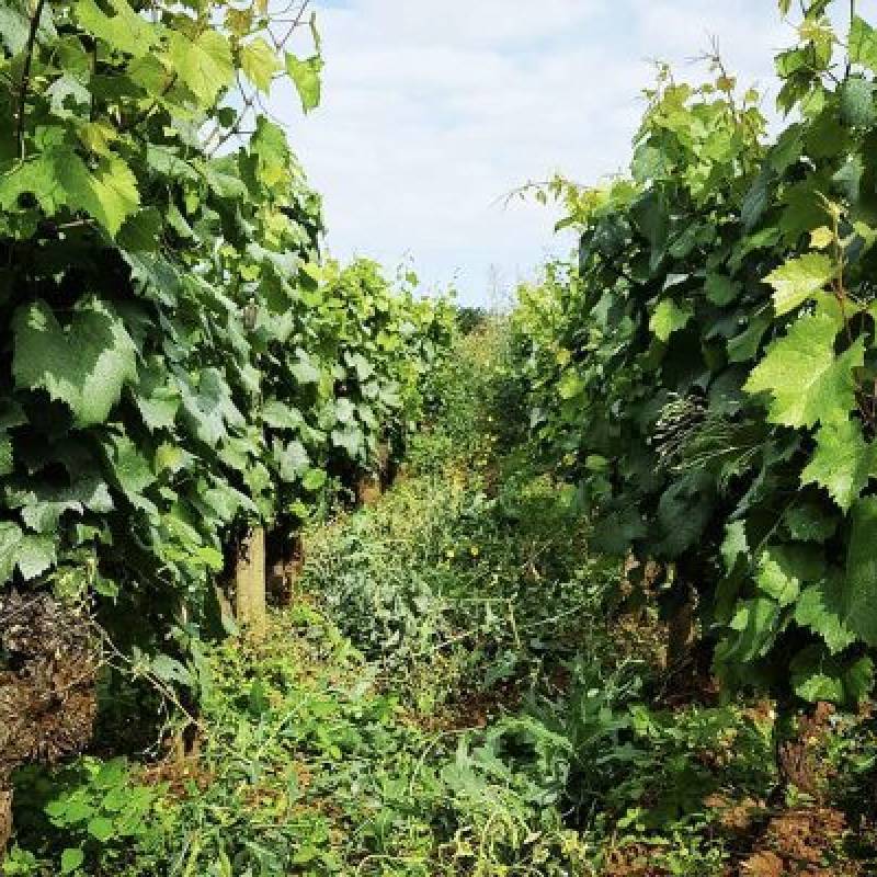 Domaine Henri Naudin-Ferrand Echezeaux Grand Cru