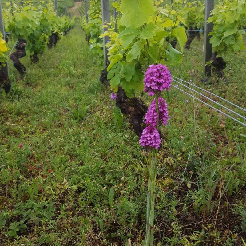 Domaine Henri Naudin-Ferrand Echezeaux Grand Cru