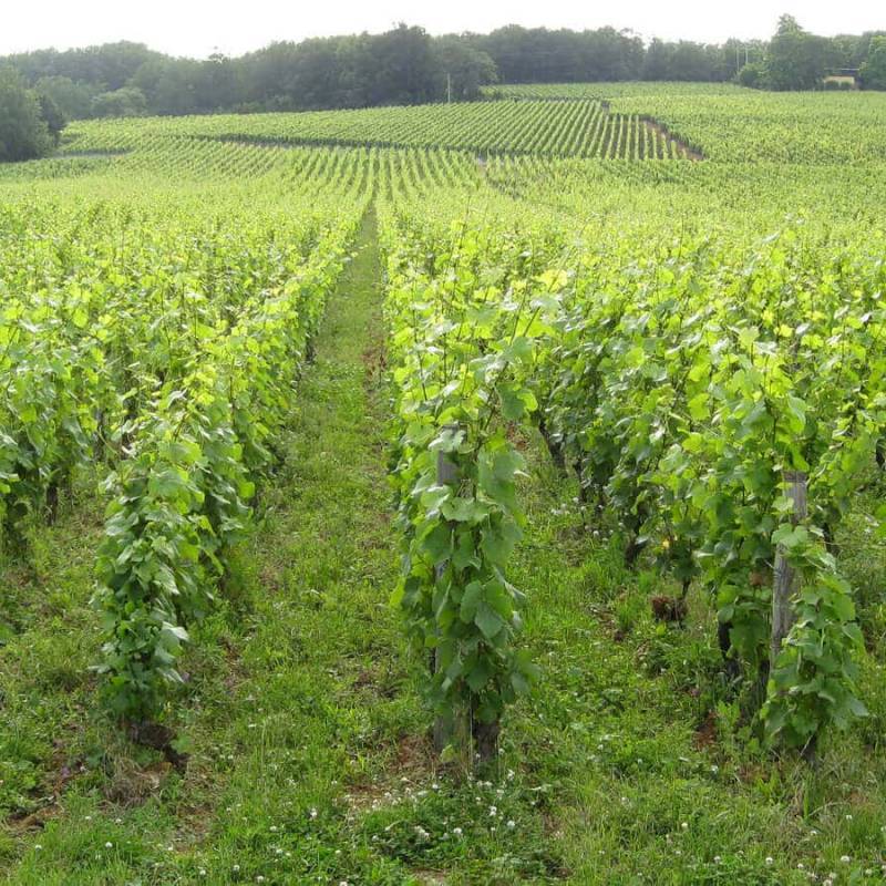 Domaine Henri Naudin-Ferrand Echezeaux Grand Cru