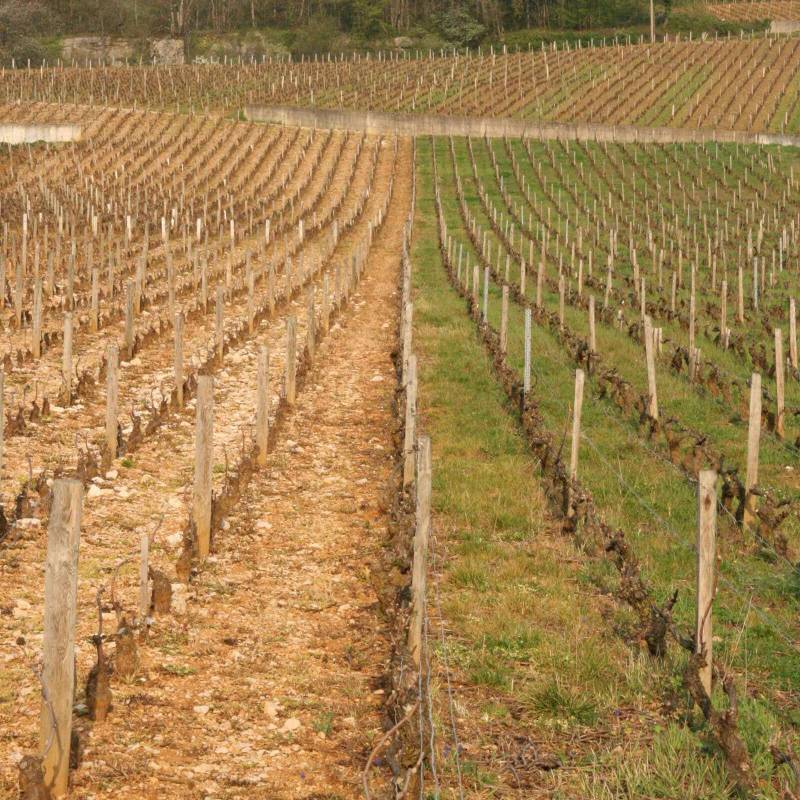 Domaine Henri Naudin-Ferrand Echezeaux Grand Cru