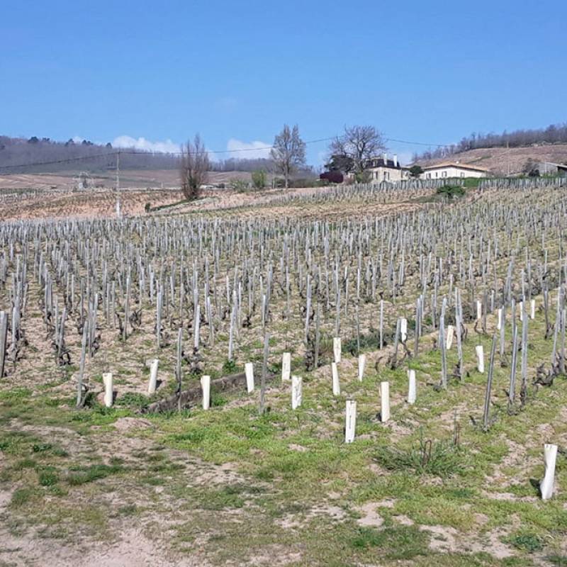 Domaine Jules Desjourneys Chenas les jugement Denier