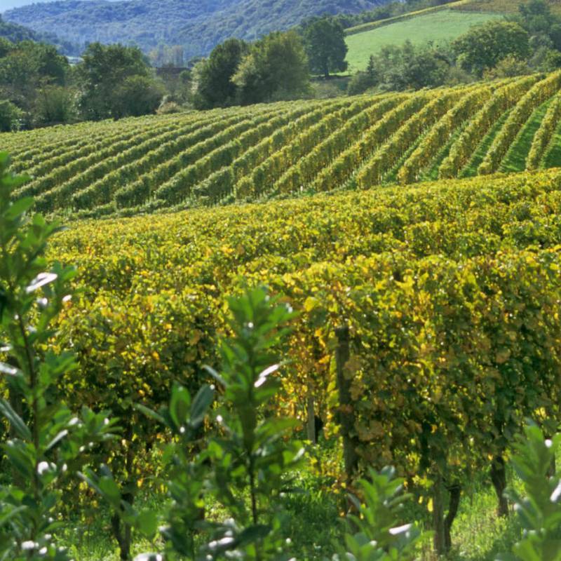 Domaine Forey Pere et Fils Bourgogne Pinot Noir 2020