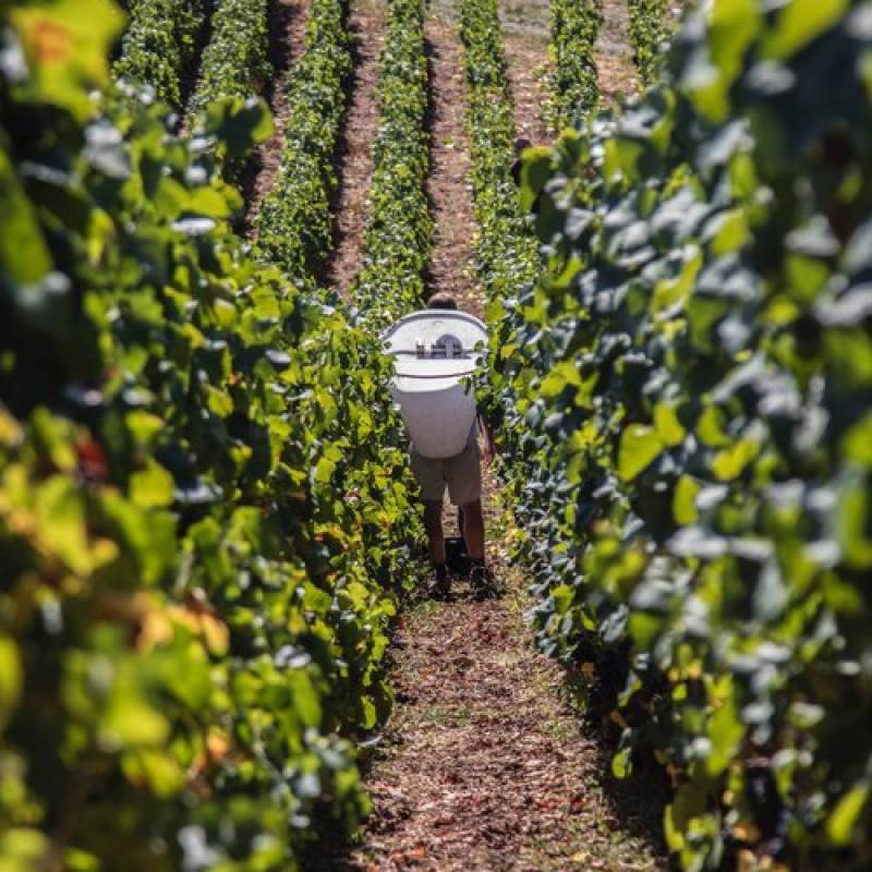 Domaine Robert Groffier Bourgogne Passetoutgrain 2021