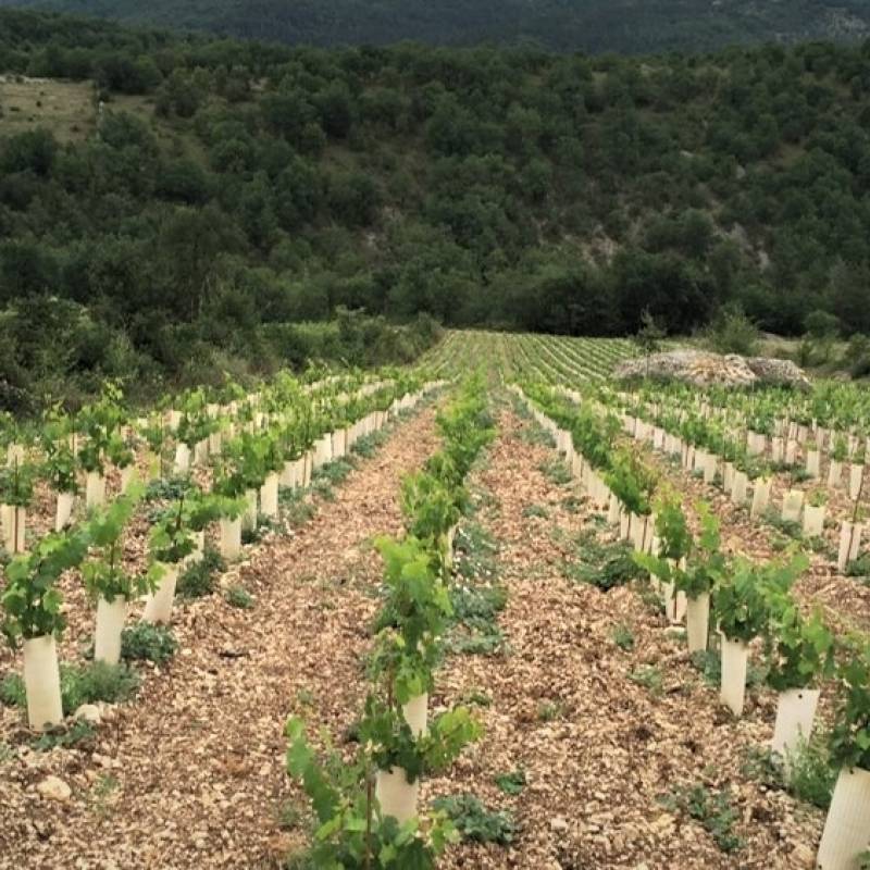Domaine Laroque D'Antan Côtes Du Lot Nephele