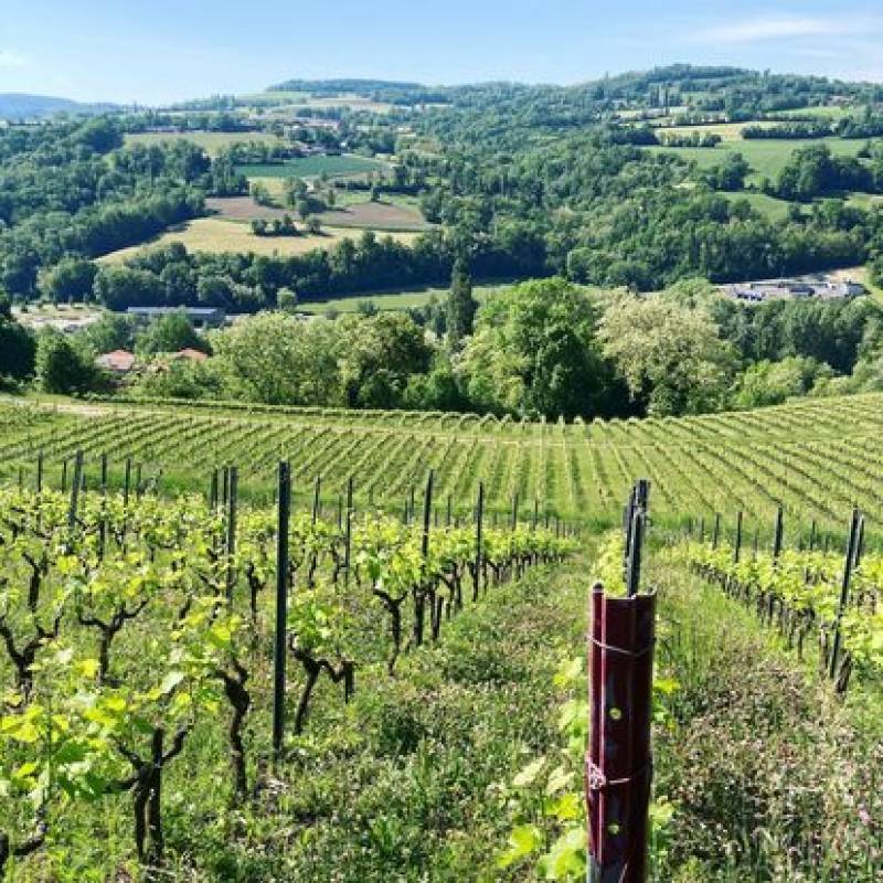 Domaine Les Aricoques Pan Blanc 2022