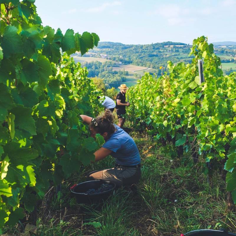 Domaine Les Aricoques Pan Blanc 2022