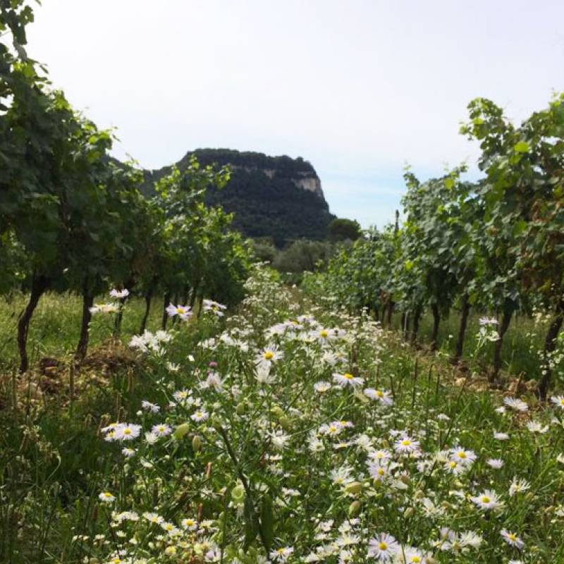 Casaretti Bianco del Brol V.V