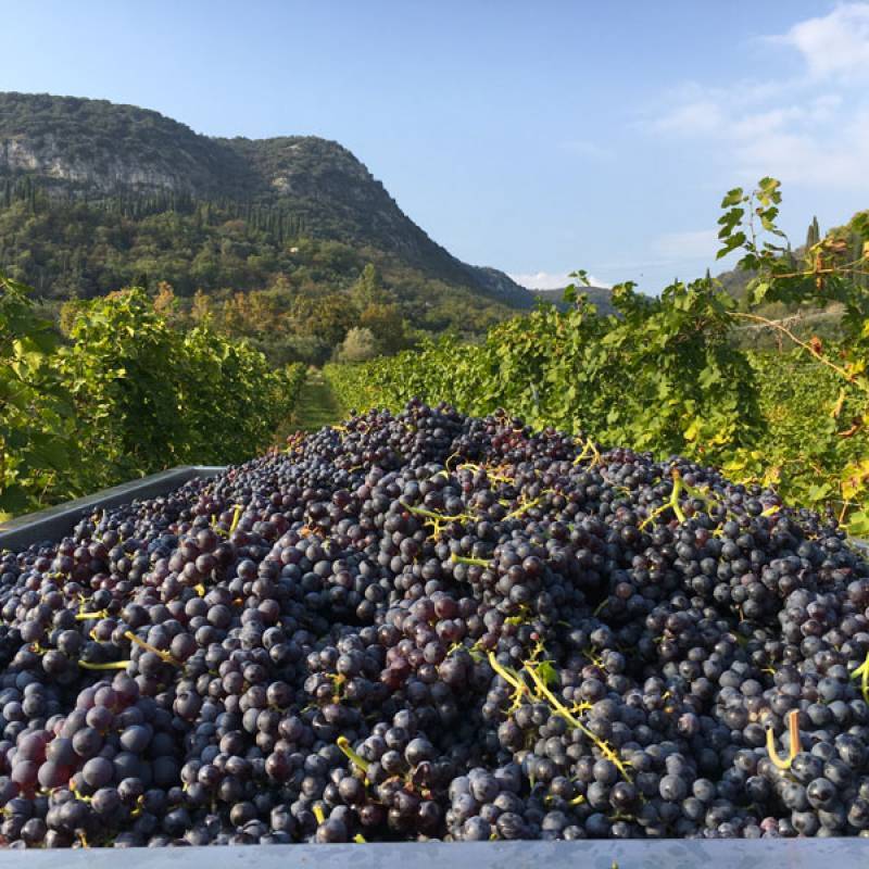 Casaretti La Rocca Bardolino DOC
