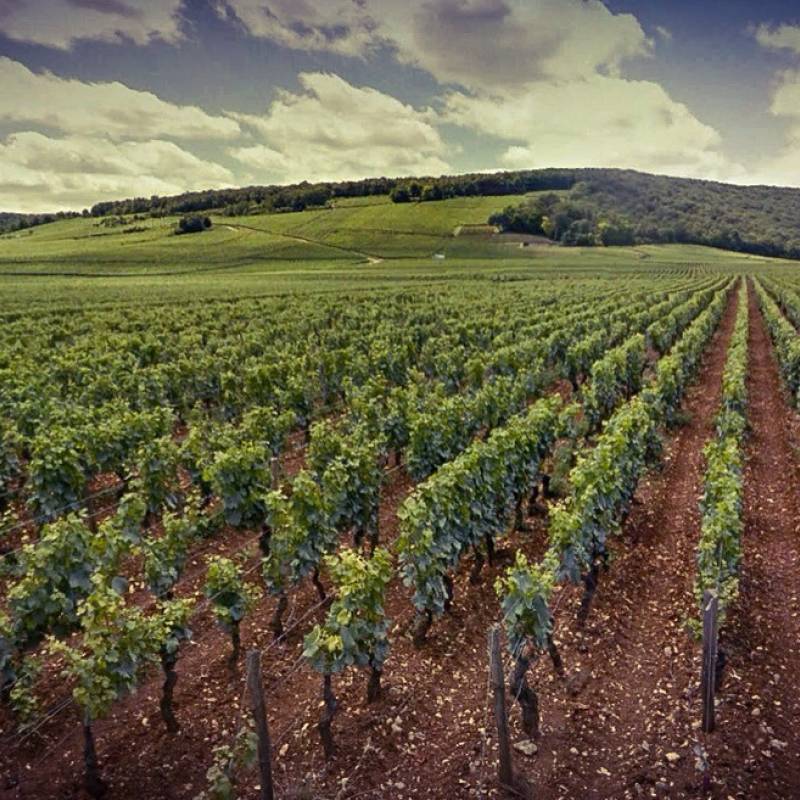 Domaine J.M. Millot Bourgogne Rouge 2021