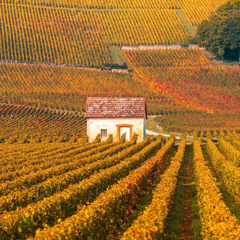 Domaine J.M. Millot Bourgogne Rouge 2021