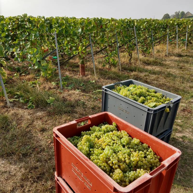 Maxime Ponson Champagne "Les Barbaries" Blanc de Blancs 2016