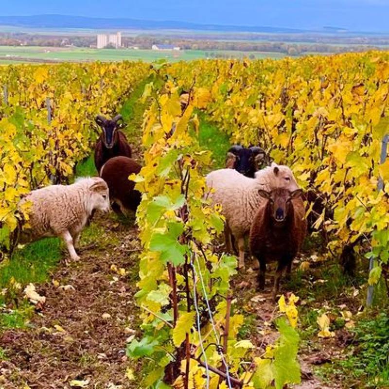 Sadi Malot Champagne Extra Brut Les Alouettes I er Cru