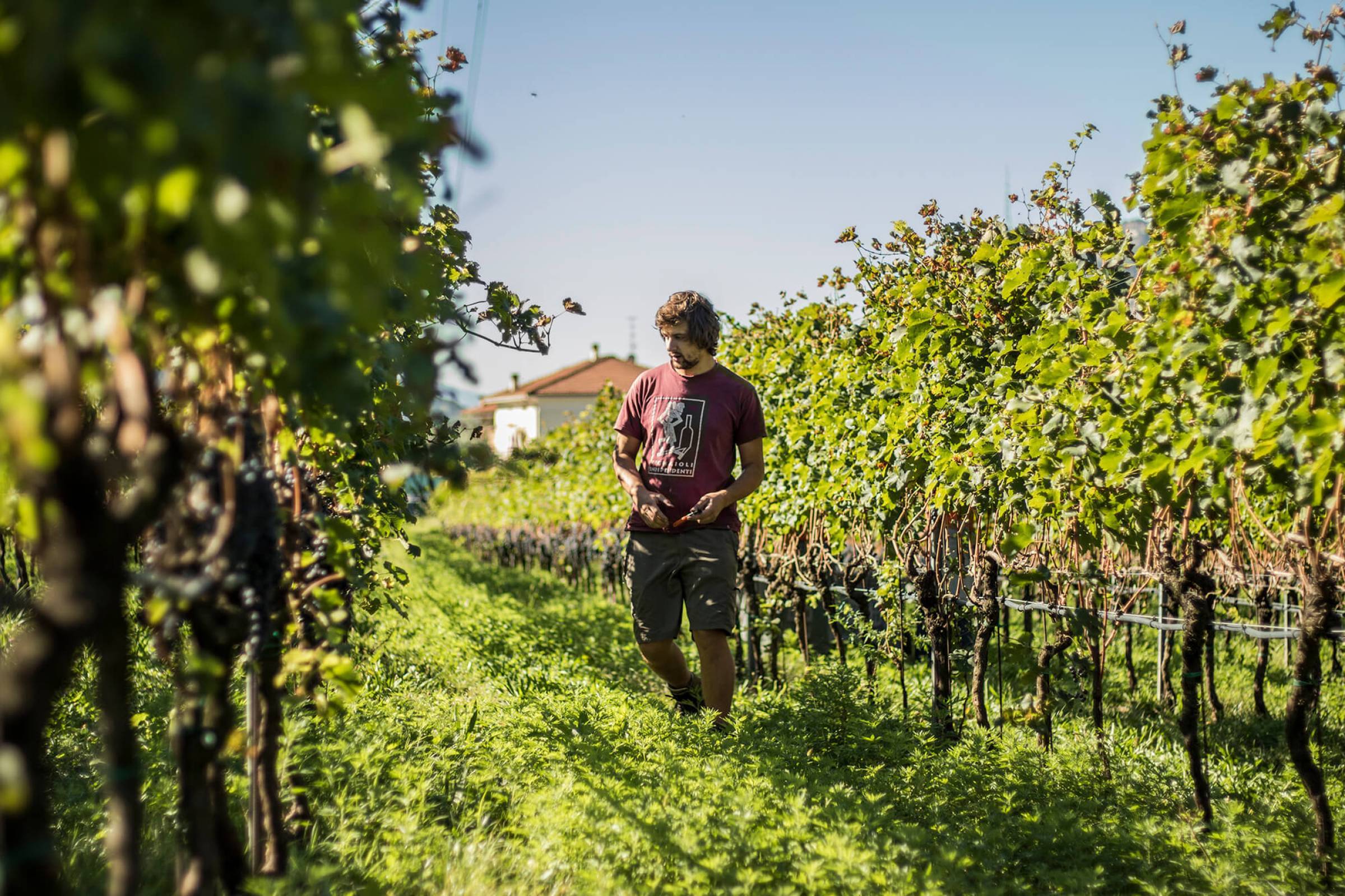 New entry in casa Wild Vigneron: Azienda Agricola Comai