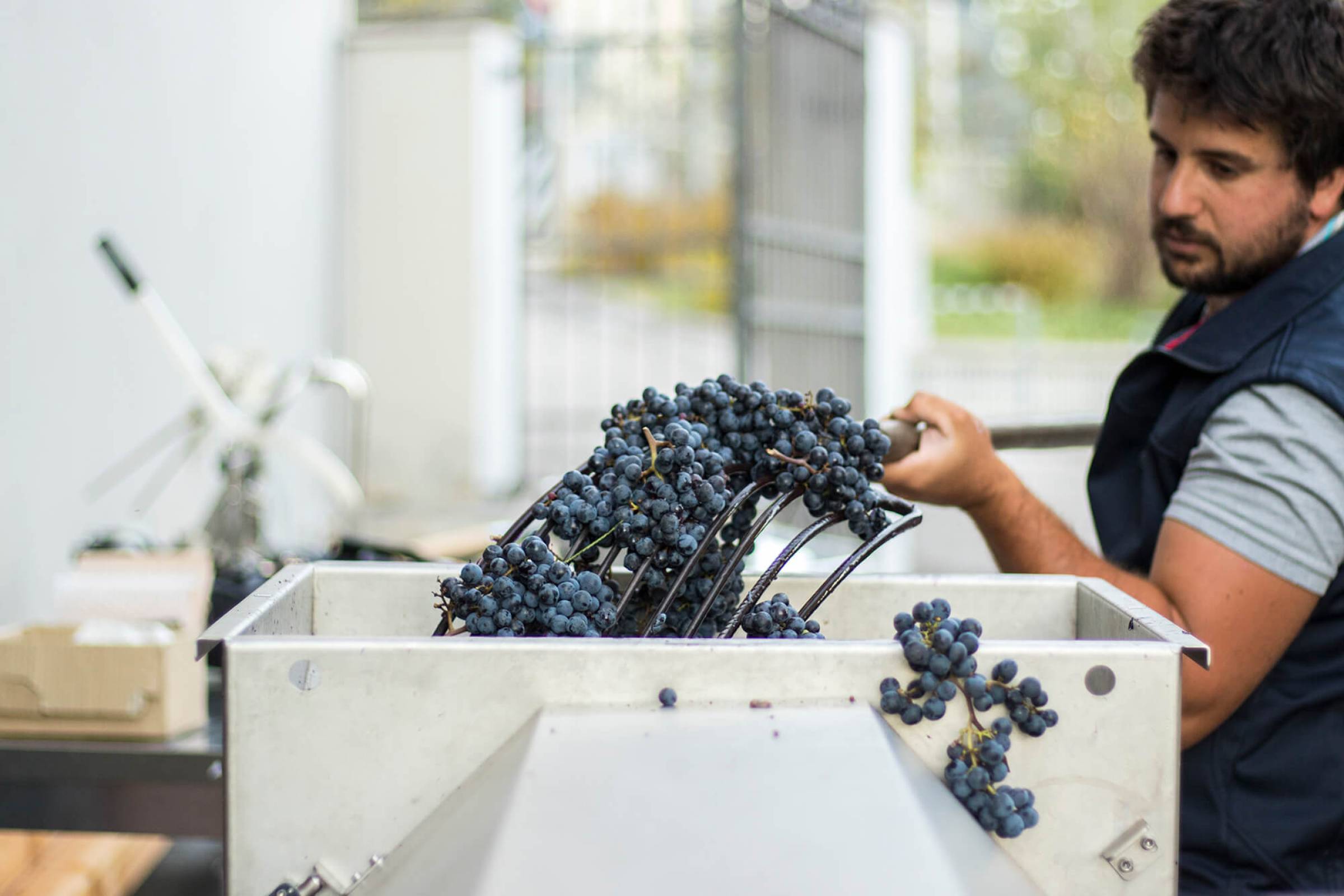 New entry in casa Wild Vigneron: Azienda Agricola Comai