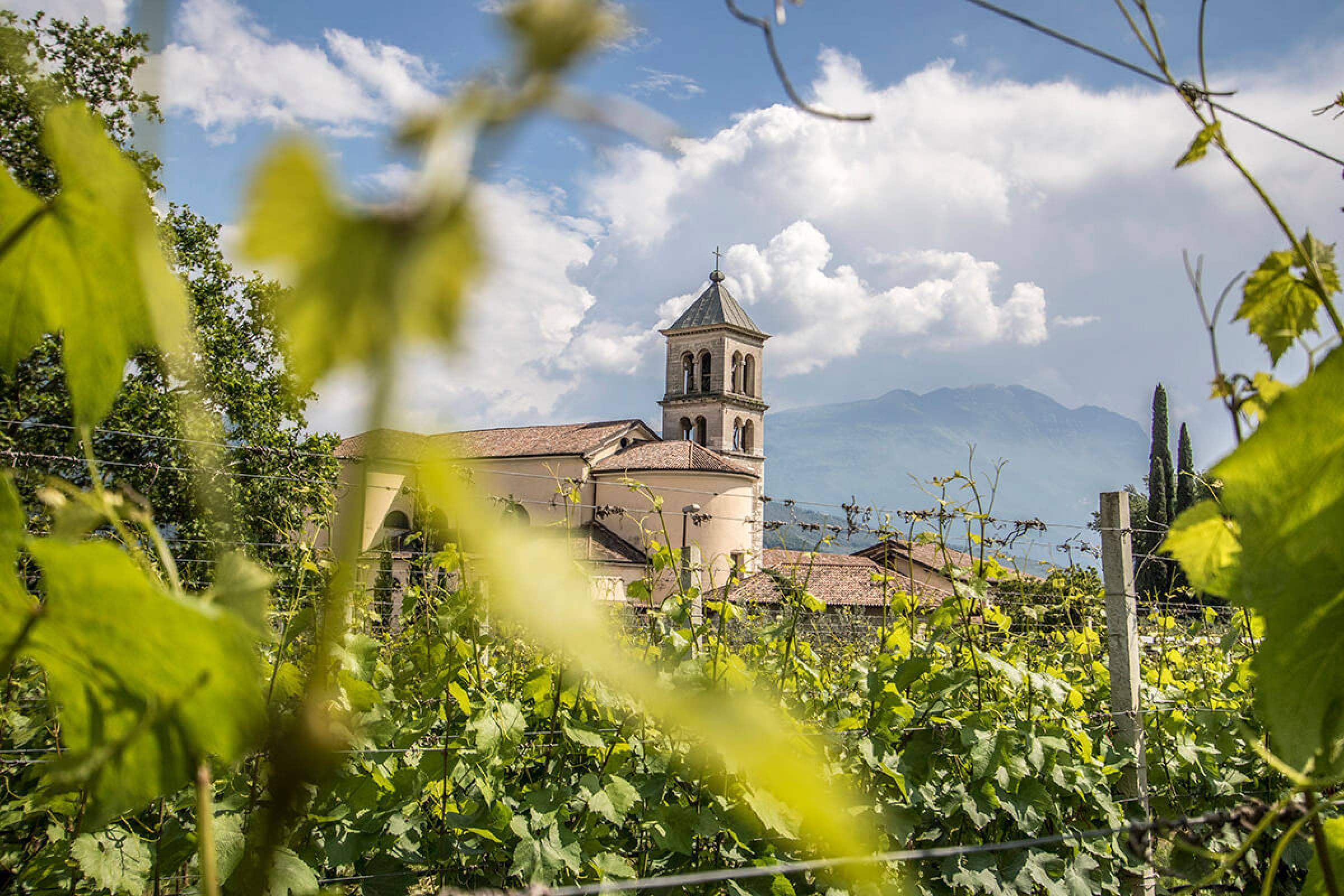 New entry in casa Wild Vigneron: Azienda Agricola Comai