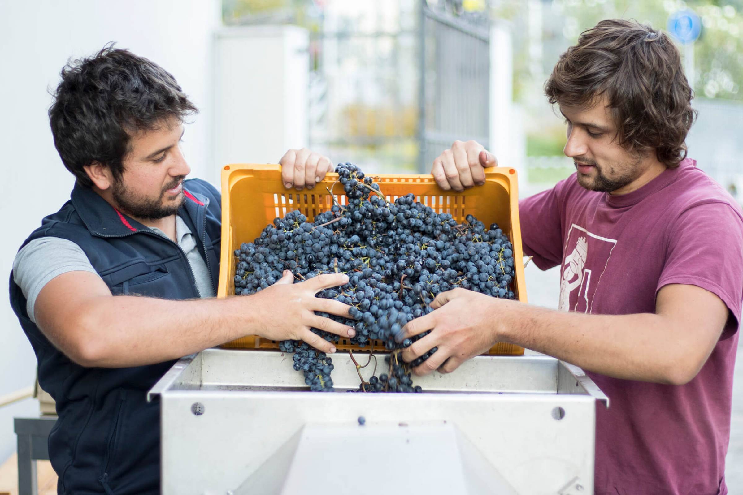New entry in casa Wild Vigneron: Azienda Agricola Comai