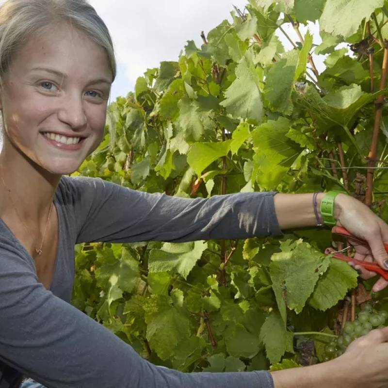 Aurore Casanova Blanc de Noirs Grand Gru "Les Petites Vignes"