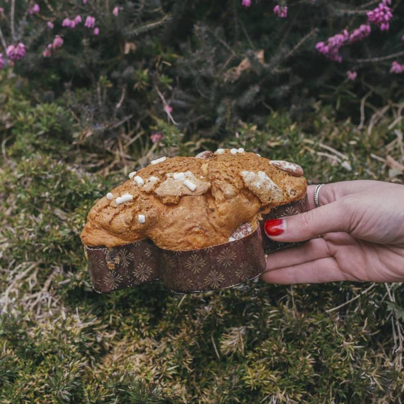 Mini Colomba Wild