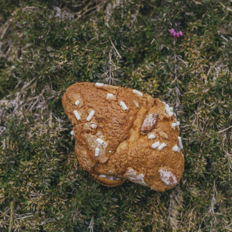  Mini Colomba Wild