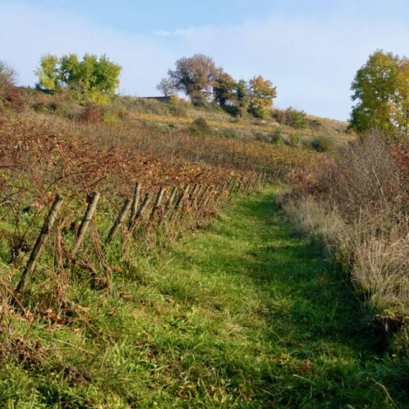 Vin Noé Superposition Puligny-Montrachet Le Trezin