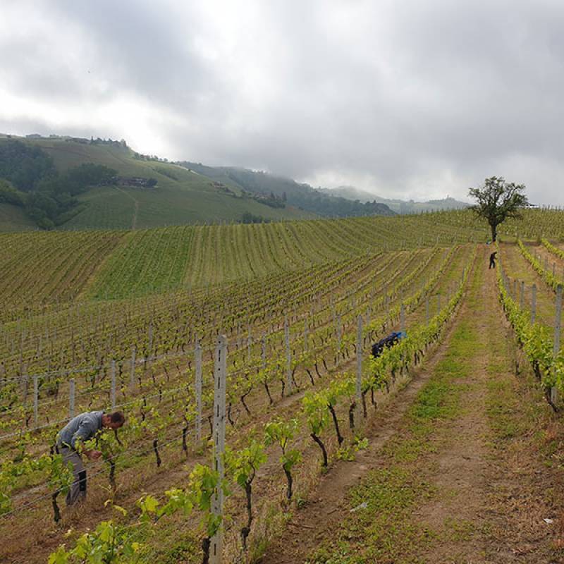 Massimo Abbate DOC Langhe Nebbiolo