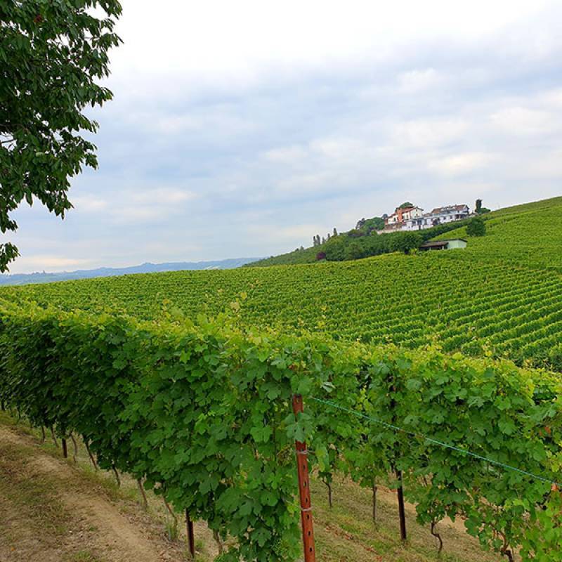 Massimo Abbate DOC Langhe Nebbiolo