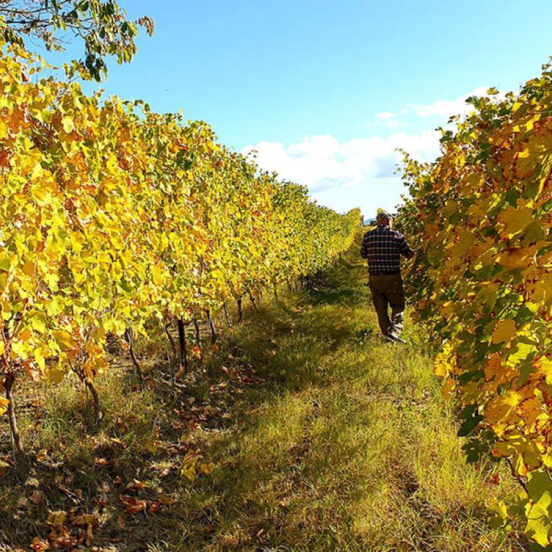 Massimo Abbate DOC Langhe Nebbiolo