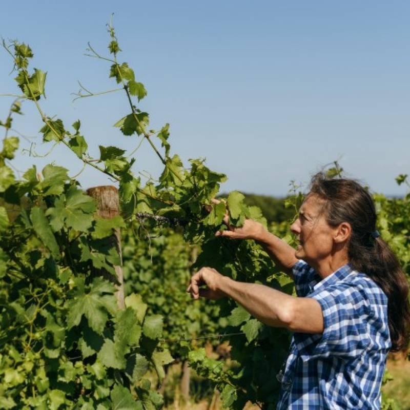 Henri Naudin-Ferrand Bourgogne Hautes-Cotes de Nuits