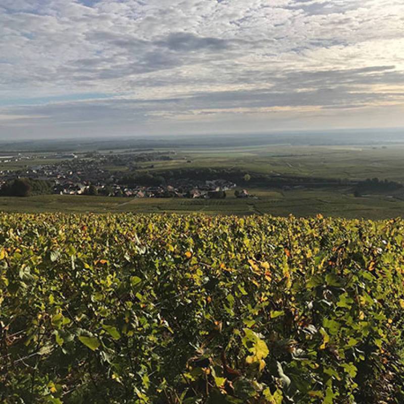 Pertois-Moriset Special Club Blanc de Blancs