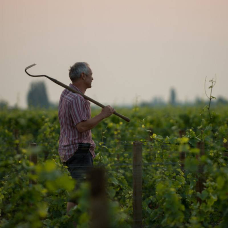Mikulski Francois Bourgogne Pinot Noir