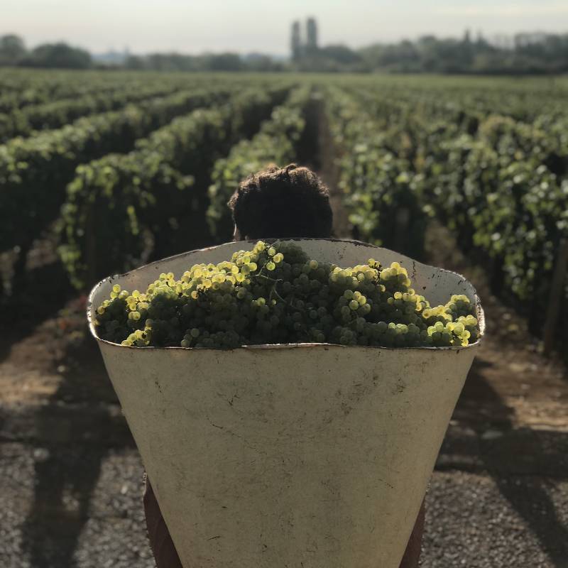 Mikulski Francois Bourgogne Pinot Noir
