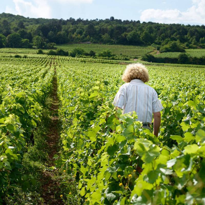 Pataille Sylvain Bourgogne Aligote Les Auvonnes au Pepe