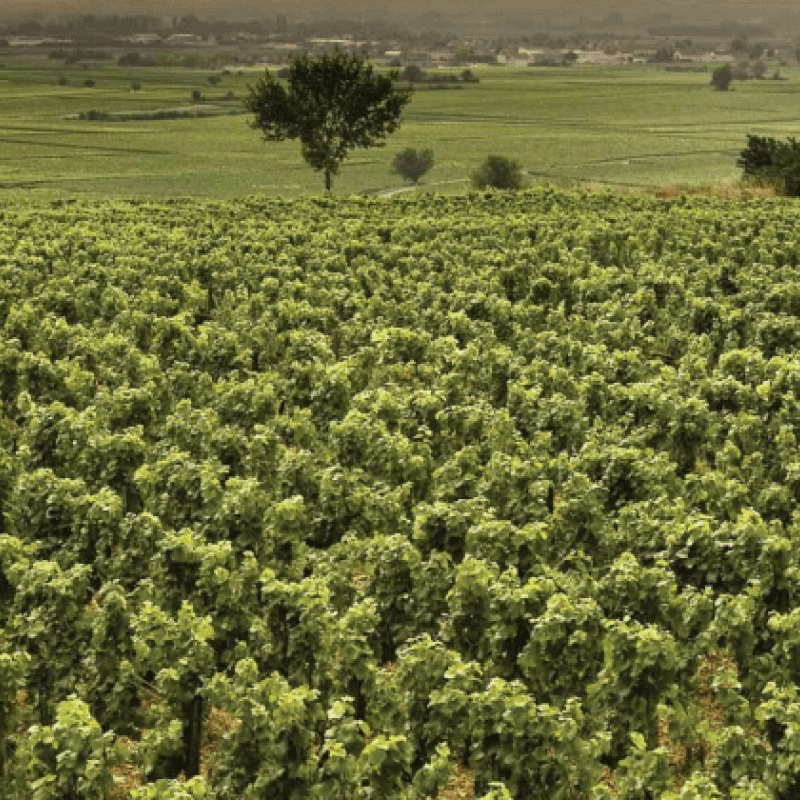Groffier Chambolle Musigny Les Sentiers 1Er Cru