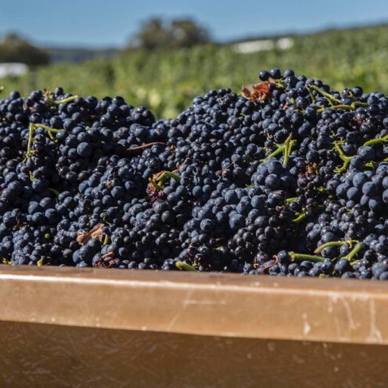 Groffier Chambolle Musigny Les Sentiers 1Er Cru