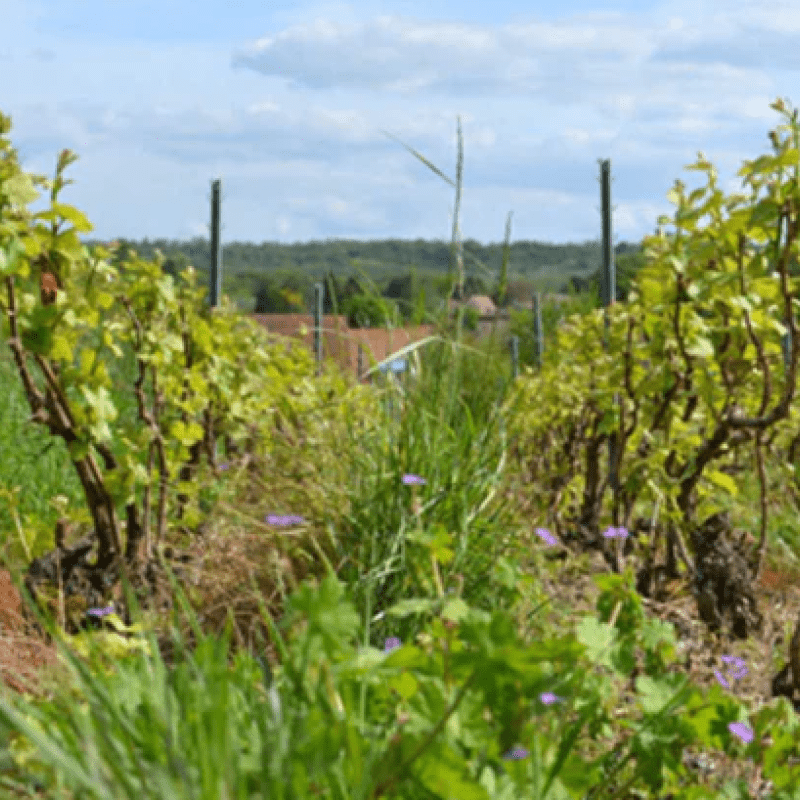 Miniere F&R Champagne Les Moineaux