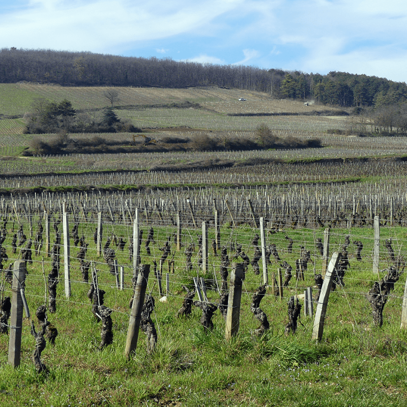 Messager Germain Bourgogne Pinot Noir