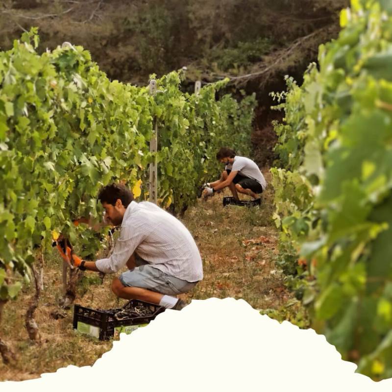 Ca di Frei Vermentino Ligure Impero 2024