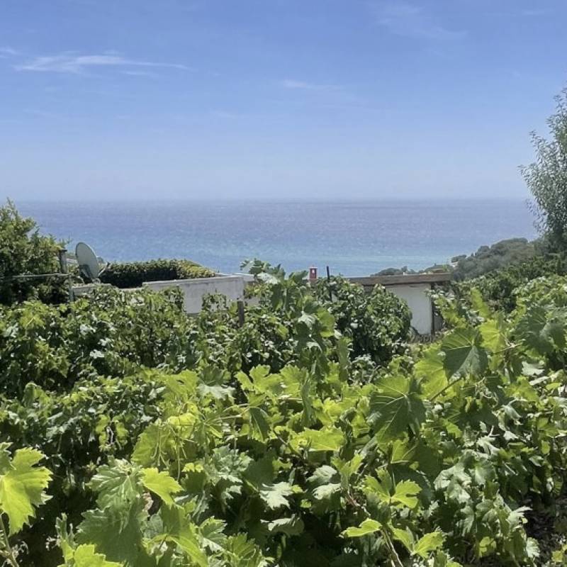 Ca di Frei Vermentino Ligure Impero 2024