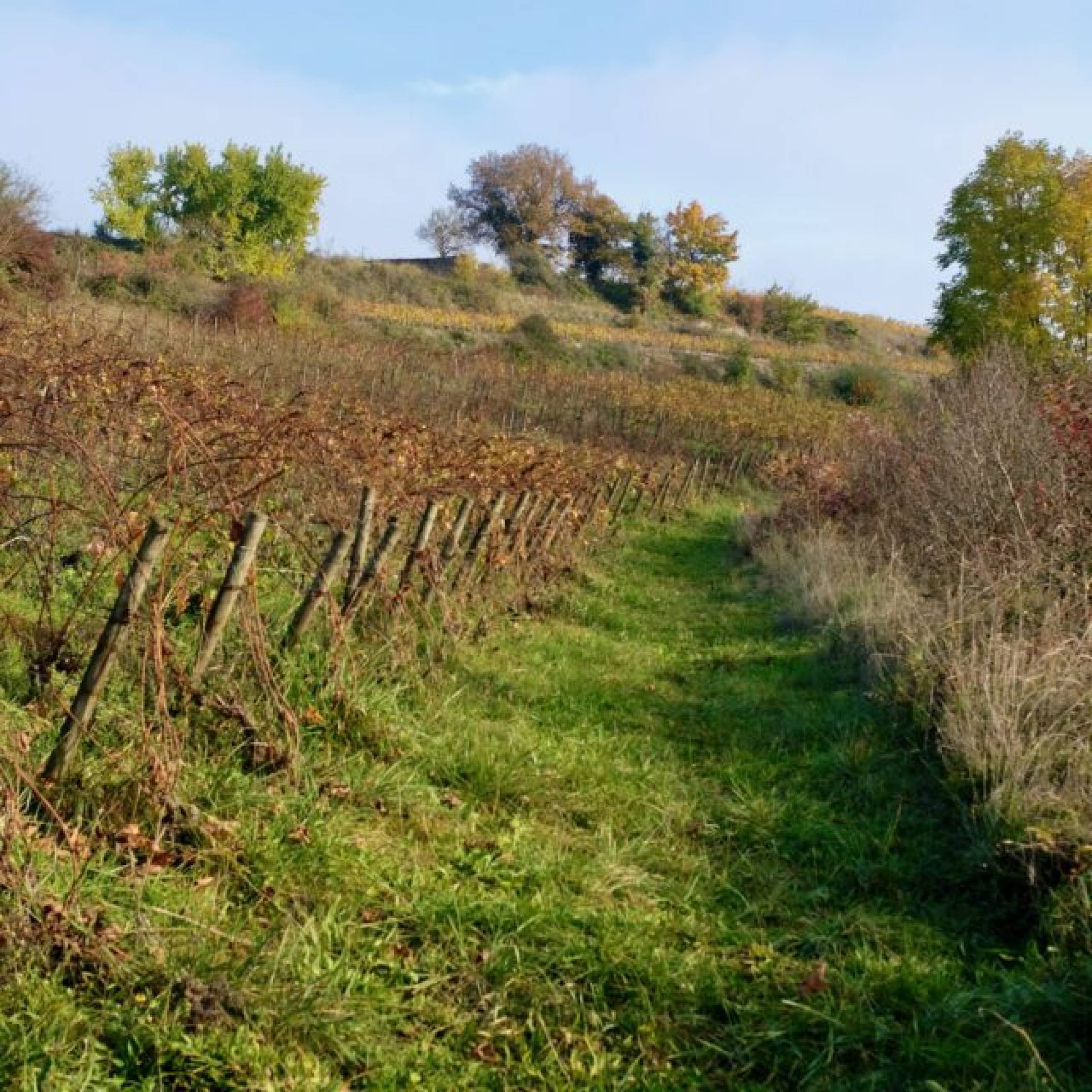 Vin Noé: Le belle persone portano belle persone.