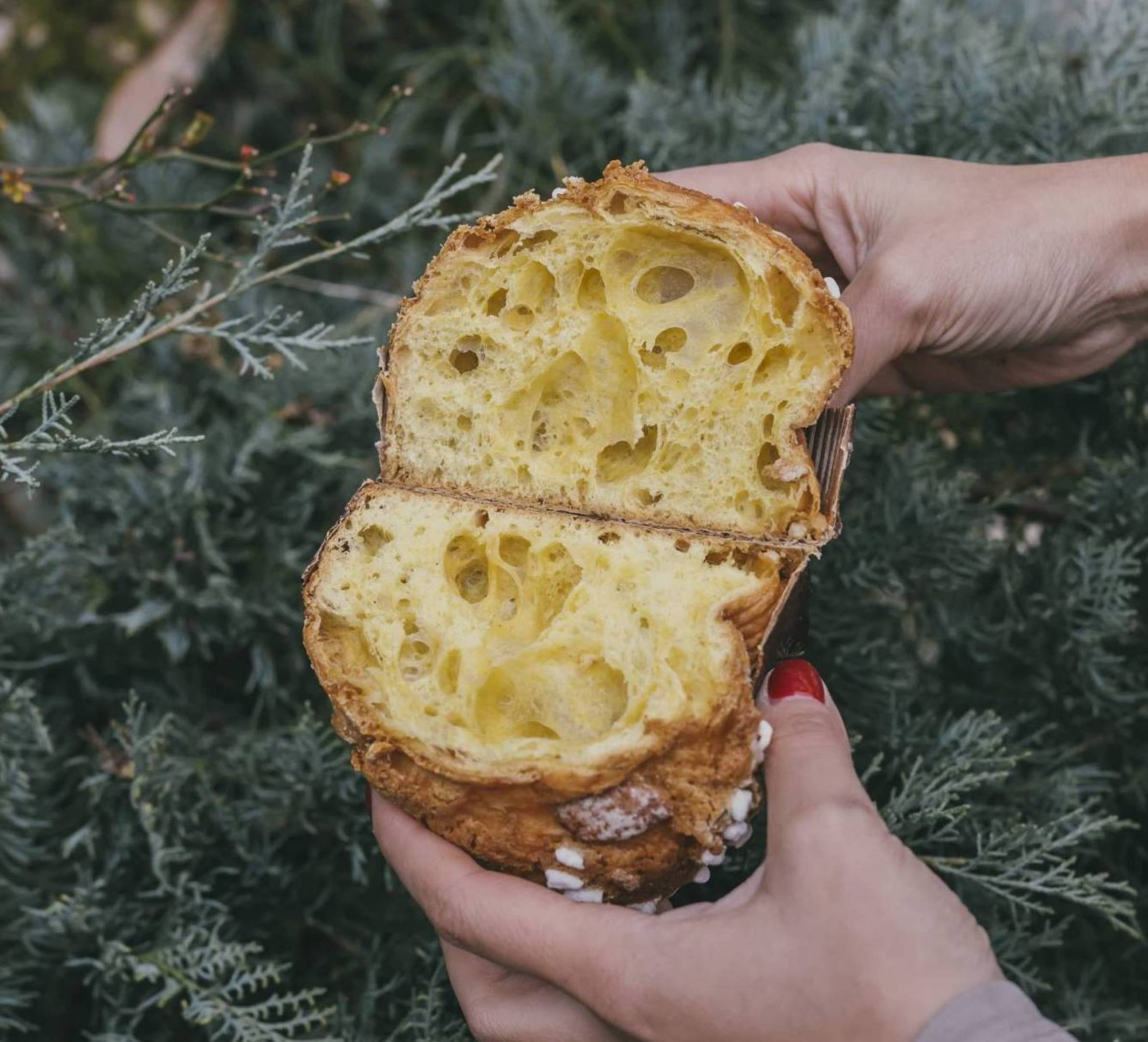 Mini Colomba Wild
