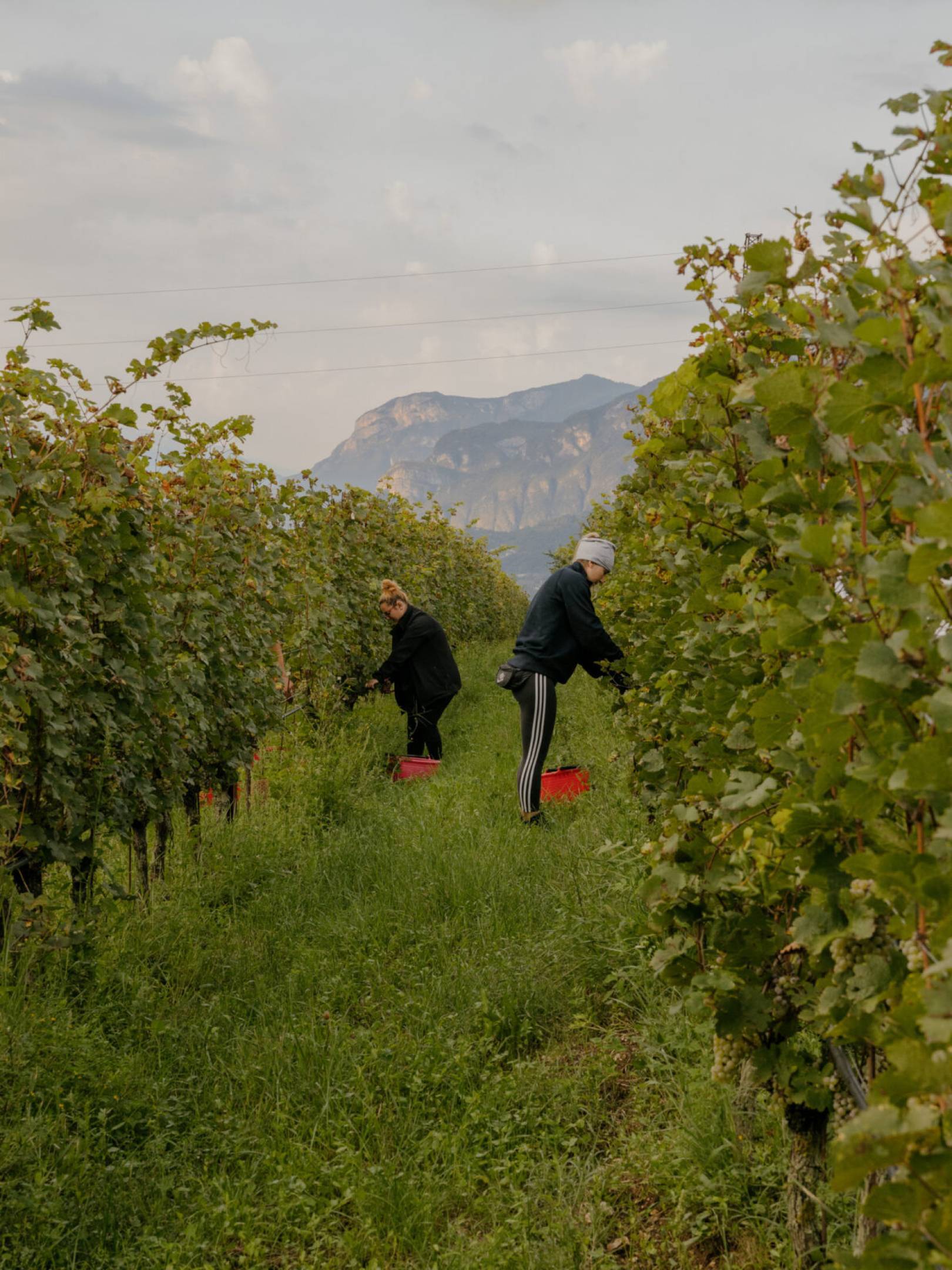 Foradori: oltre la biodinamica, verso l’individualità del terroir