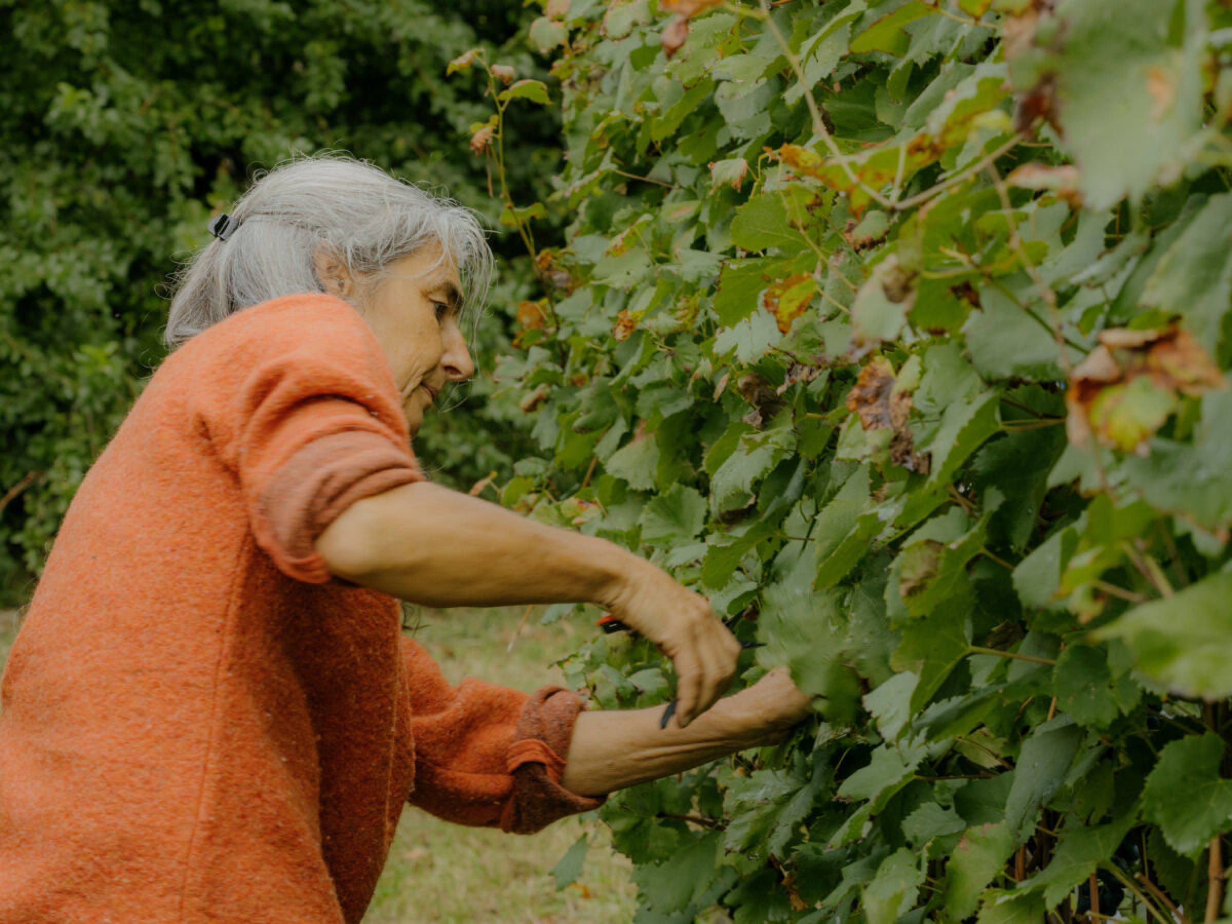 Foradori: oltre la biodinamica, verso l’individualità del terroir