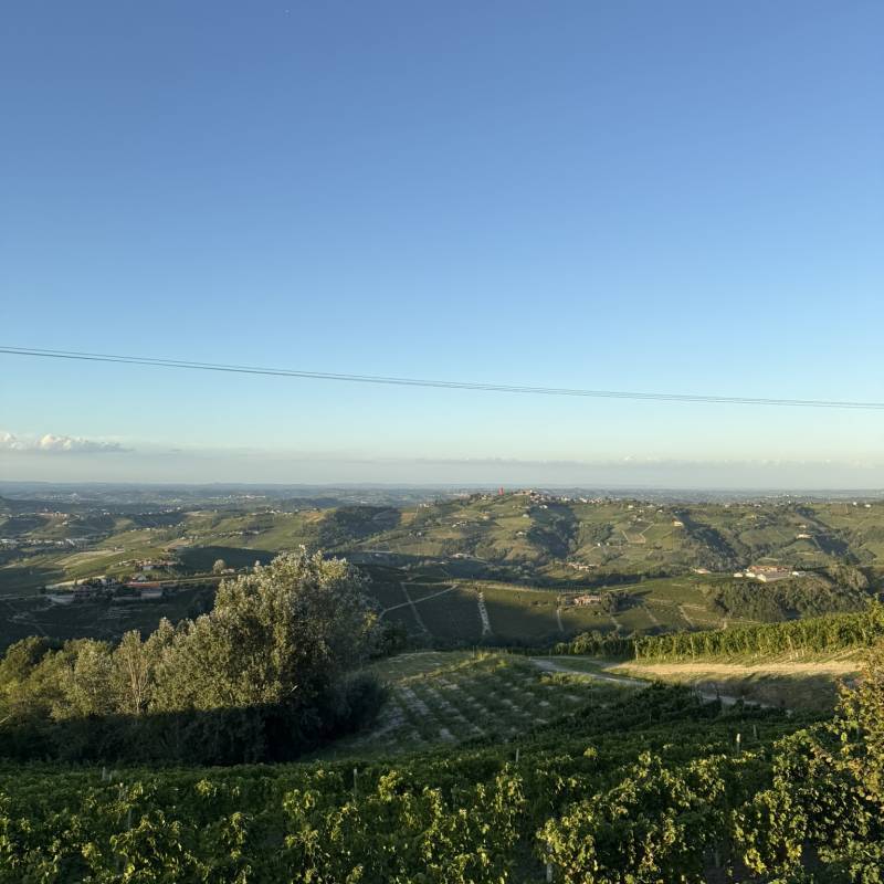 Nene - Manzo Cristina Maria Istinto Vino Bianco