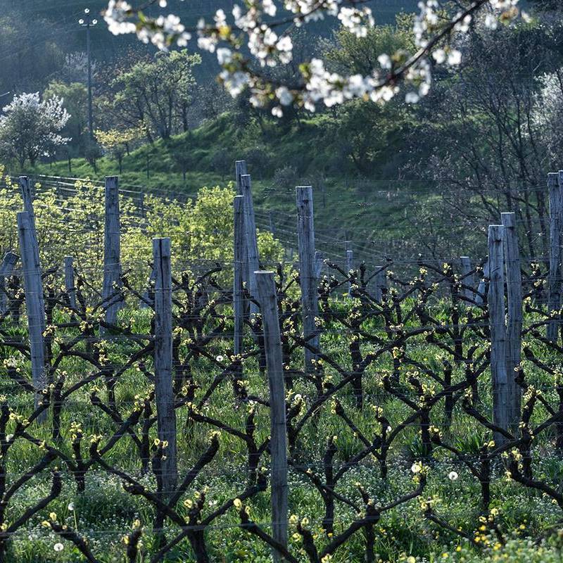 Josko Gravner Ribolla Gialla 2014