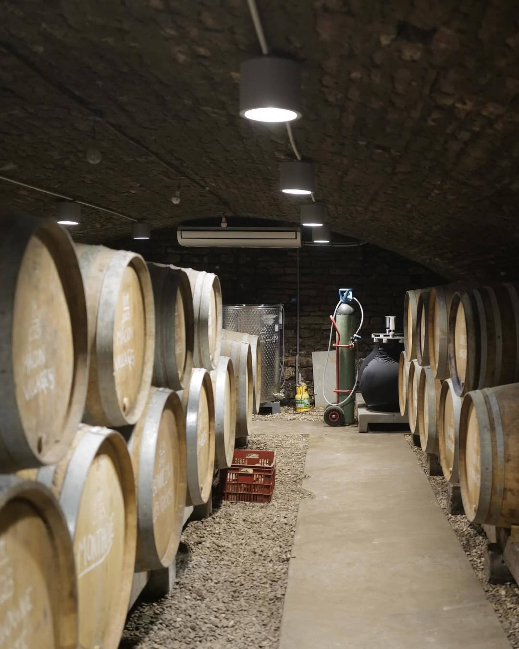Perché scegliamo chi scegliamo: la filosofia di selezione di Wild Vigneron
