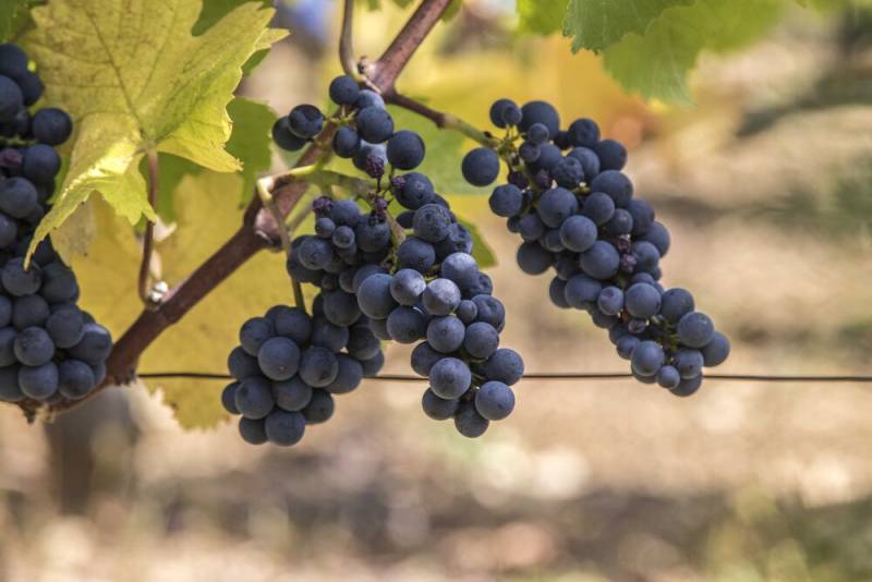 Domaine Bruno Lorenzon