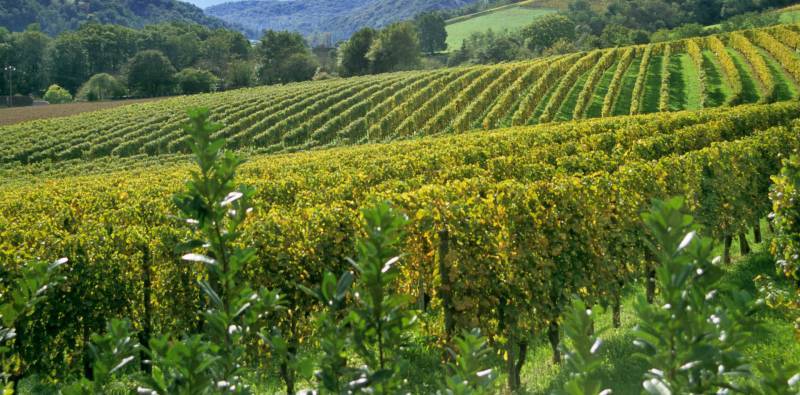 Domaine Forey Pere et Fils