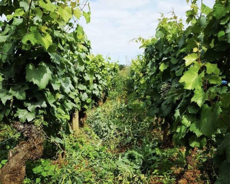 Domaine Henri Naudin-Ferrand