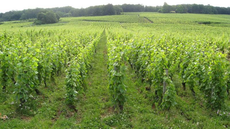 Domaine Henri Naudin-Ferrand
