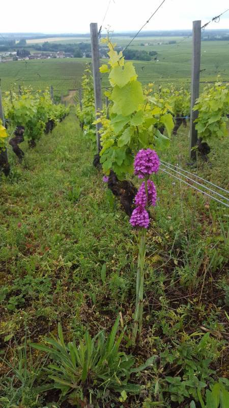 Domaine Henri Naudin-Ferrand